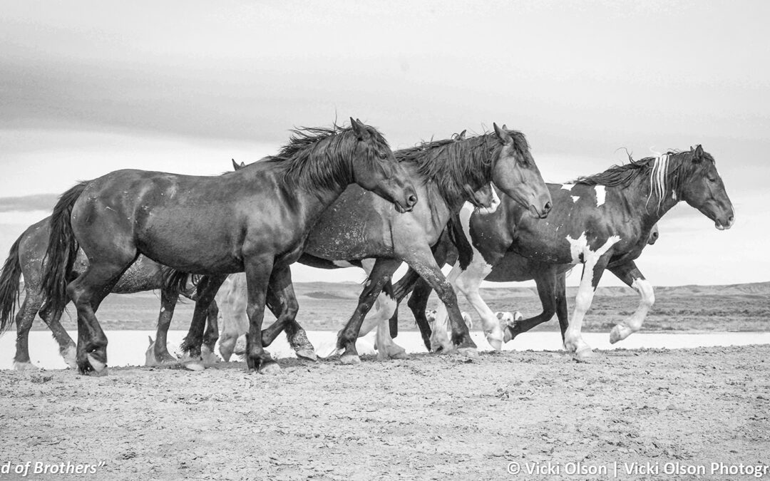 Featured Artist: Vicki Olson