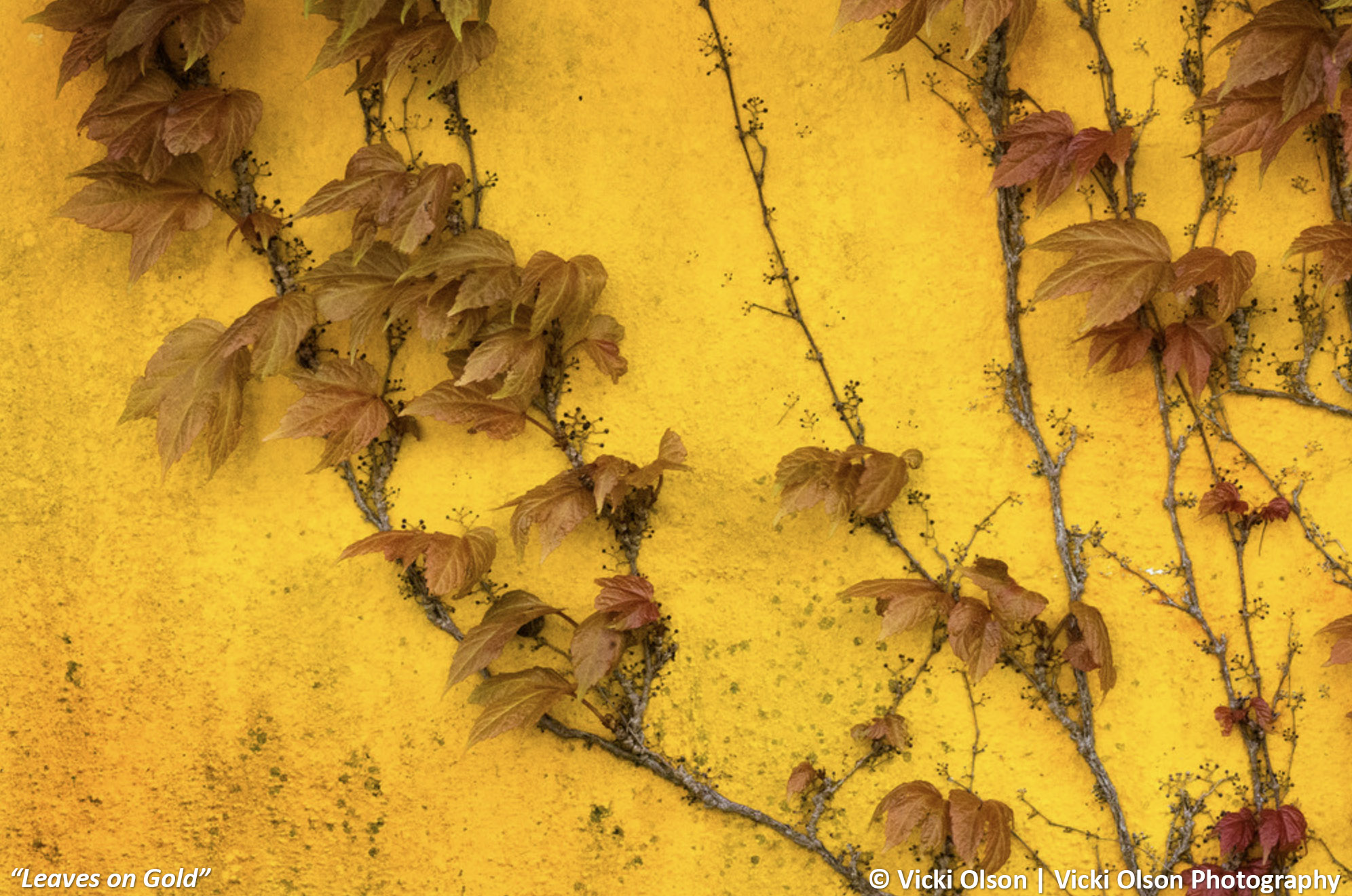 Article photo - Leaves on Gold - Vicki Olson