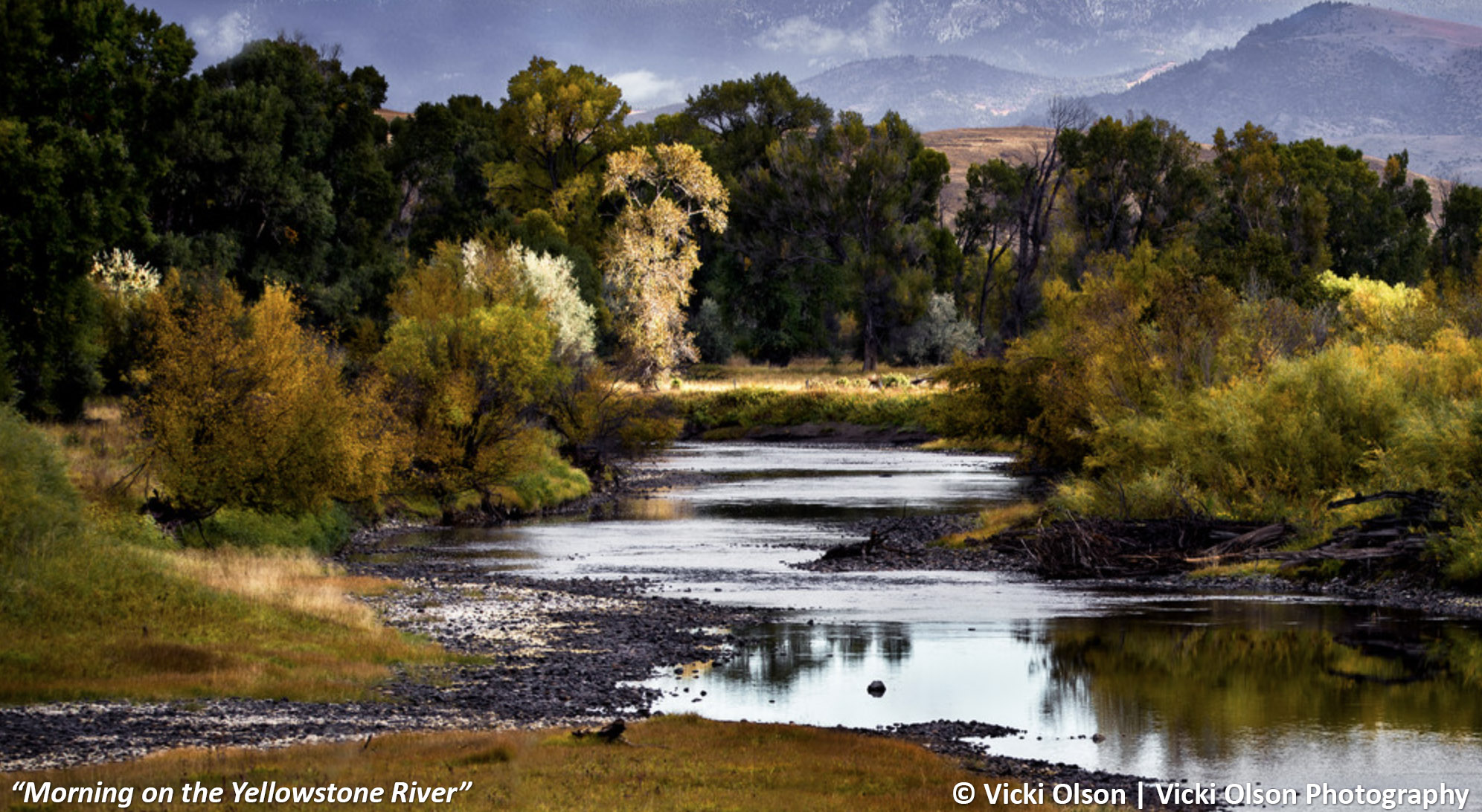 Article photo - Morning on the Yellowstone River - Vicki Olson