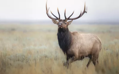 Featured Artist: Cat Hesselbacher