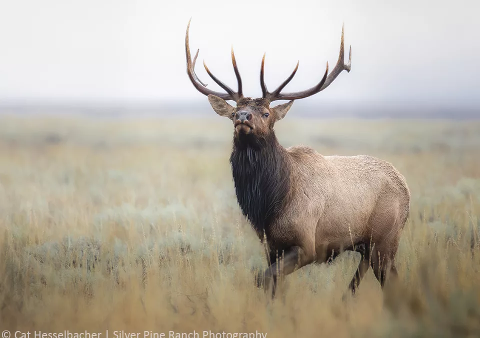 Featured Artist: Cat Hesselbacher