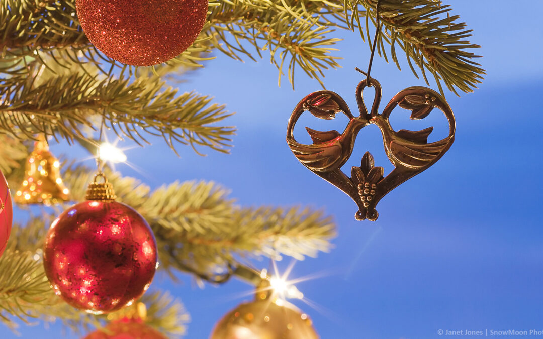 The Story Behind the Click: Two Turtle Doves