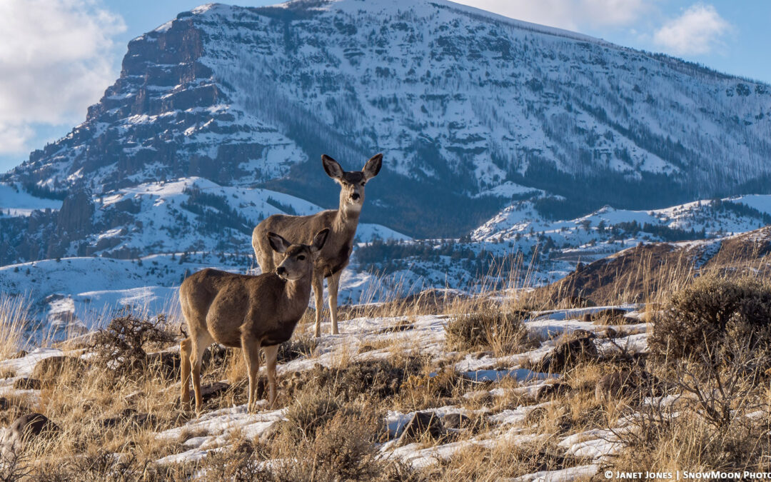 The Story Behind “Mule Deer and Jim Mountain”