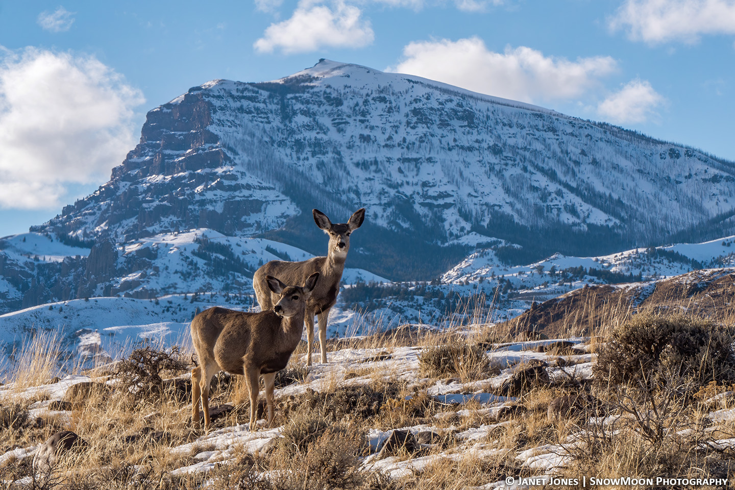 Mule Deer and Jim Mtn 190310J2290130