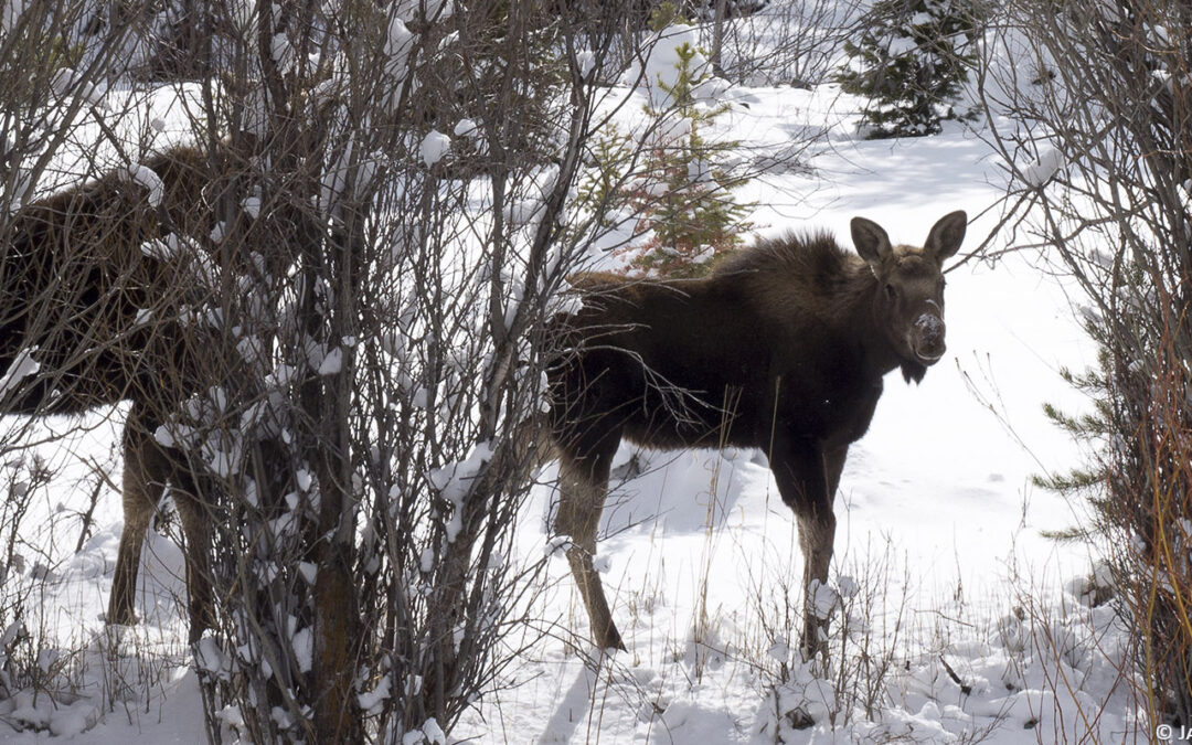 Winterfest Family Fun Day at BBCW