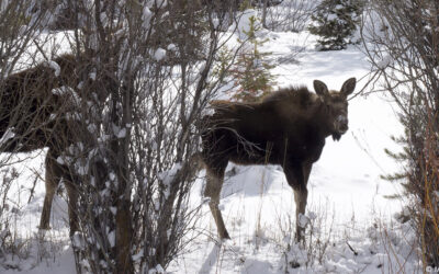 Winterfest Family Fun Day at BBCW
