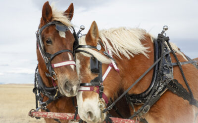 The Story Behind “Together”