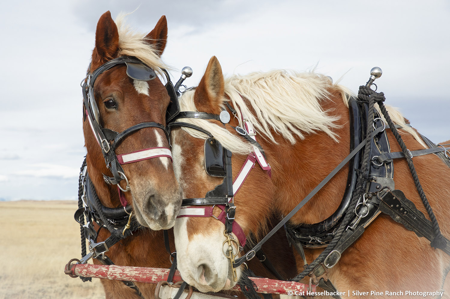 DrftHrses-1-CC-86-ONLINE