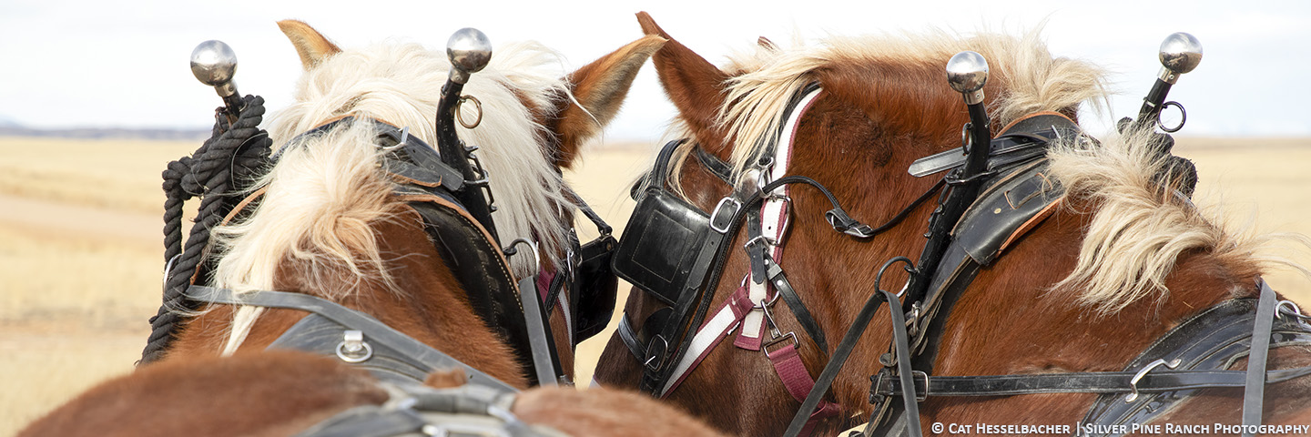 DrftHrses-3-CC-103- (1) SIZED