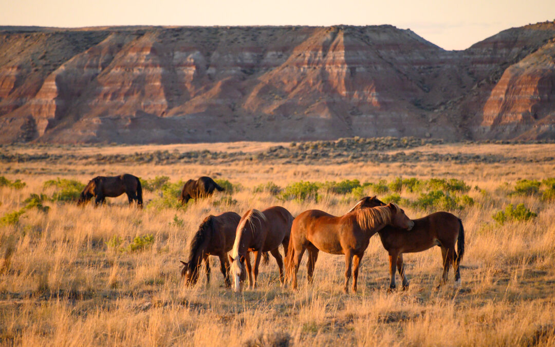 The Story Behind “Mutual Grooming”