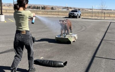 Face a Charging Bear Safely at This Cody Event