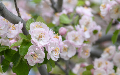 The Story Behind “Crabapple Spring”