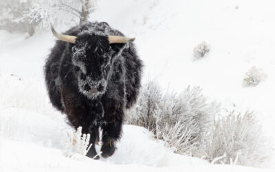 The Story Behind the Artwork: FrostKeeper