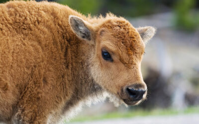 The Story Behind the Click: “Red Dog”