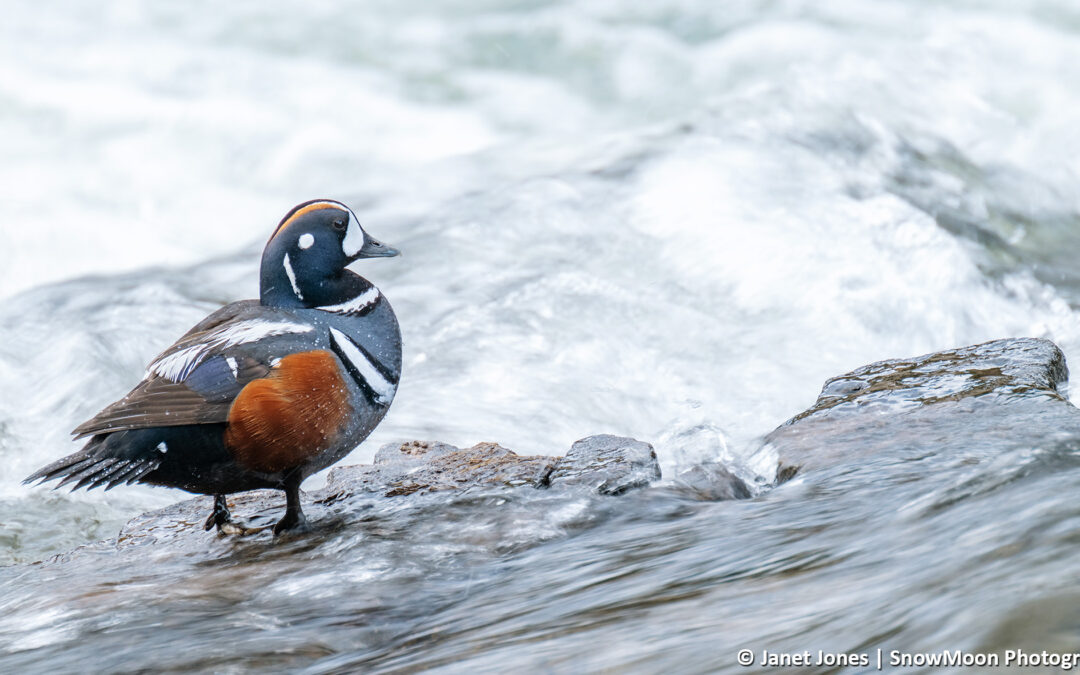 Harlequin Ducks at LeHardy Rapids: Yellowstone’s Most Striking Spring Visitors