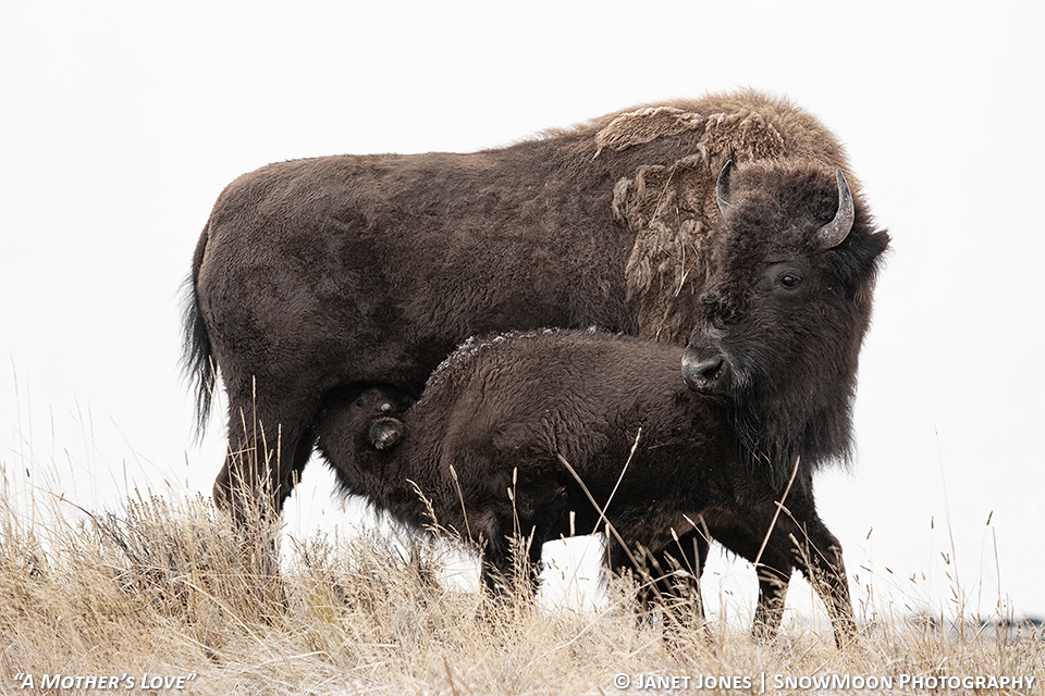 MothersLove71015J2139-Dv3-SizedWatermarked