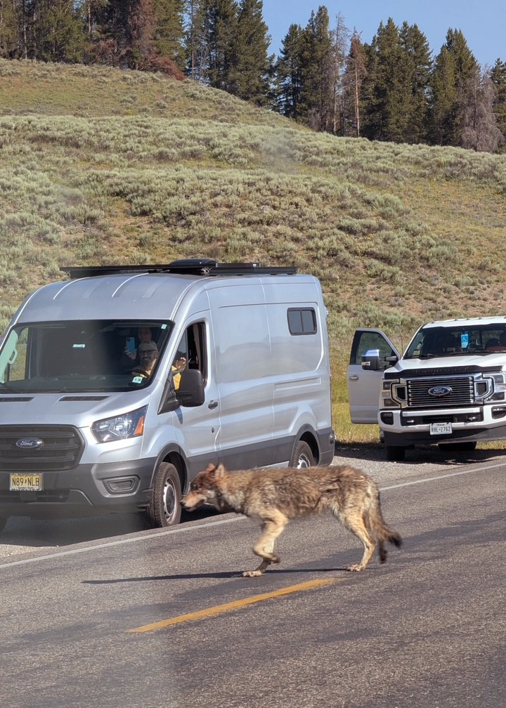 Wolf in Yellowstone