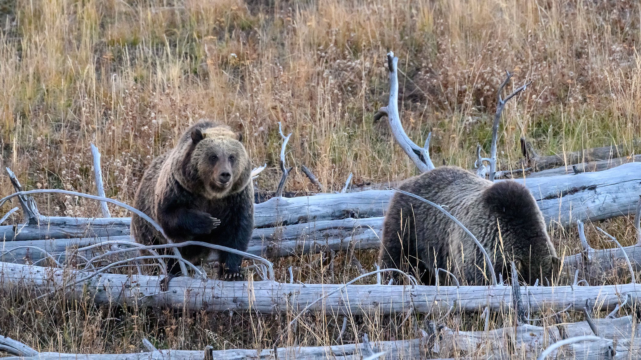 Grizzly bears are commonly seen in October along Yellowstone's East Entrance road.