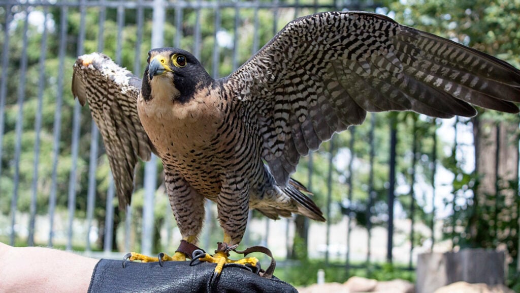 Rescued Birds of Prey Teach Kids Worldwide