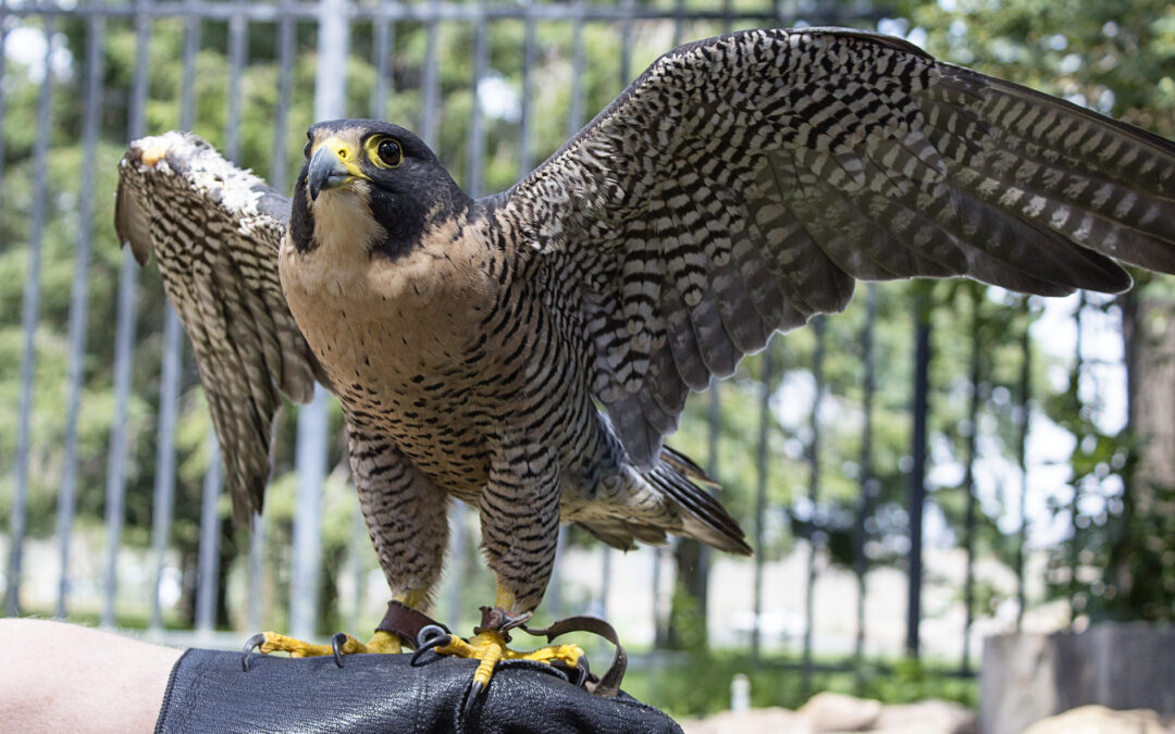 Rescued Birds of Prey Teach Kids Worldwide