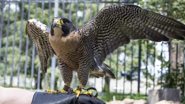 Rescued Birds of Prey Teach Kids Worldwide