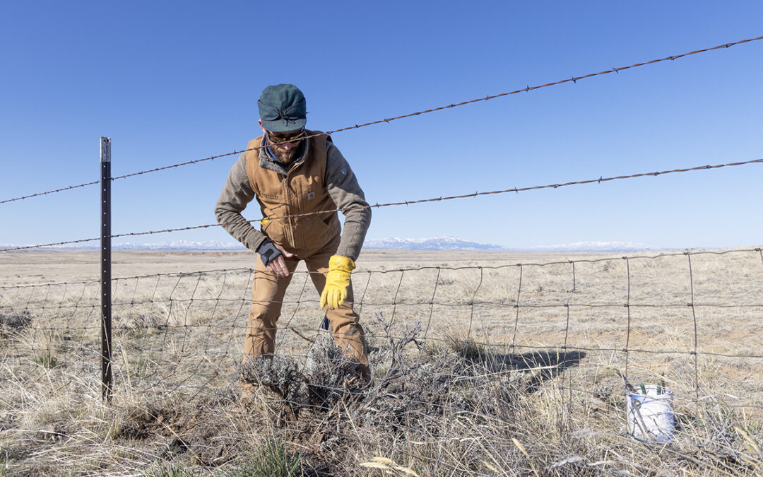 Absaroka Fence Initiative: Saving Wildlife, Building Friendships