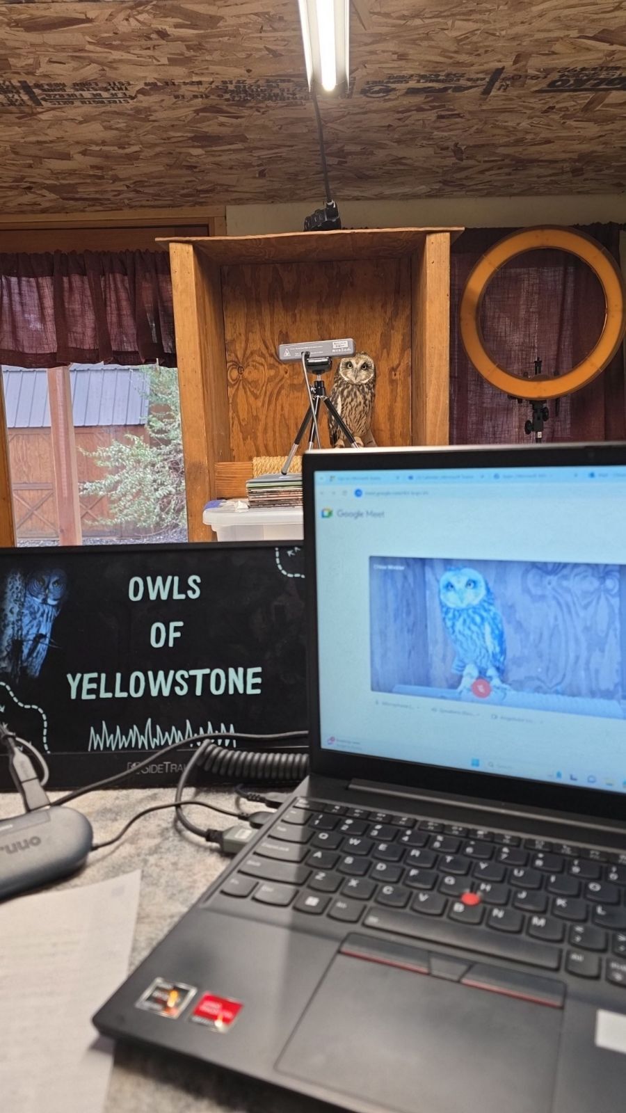 Virtual learning with an owl with the Buffalo Bill Center of the West