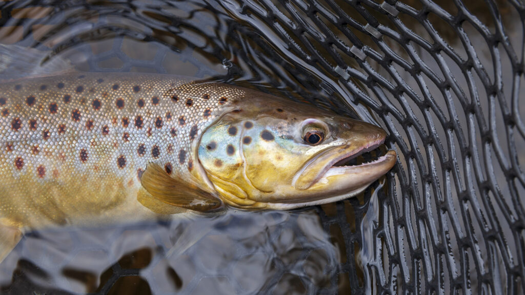 Record Rescue: 170 Volunteers Save Over 4,000 Fish Trapped in Irrigation Canals