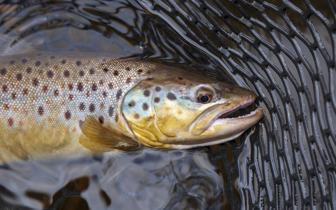 Record Rescue: 170 Volunteers Save Over 4,000 Fish Trapped in Irrigation Canals