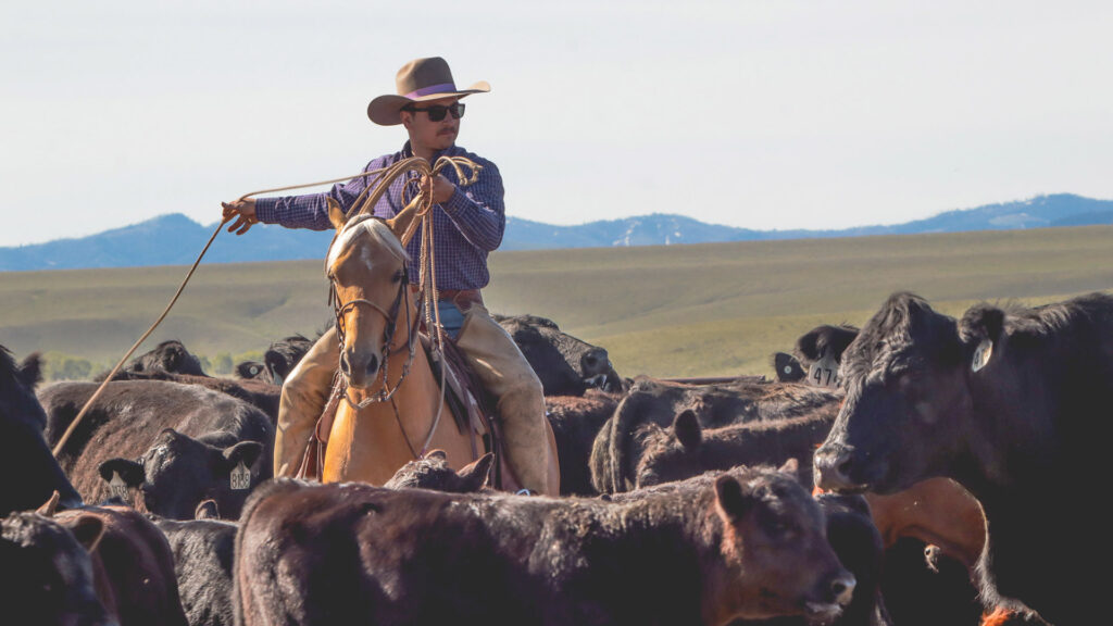 Cowboy, Ranching, Wild West