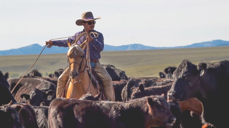 Cowboy, Ranching, Wild West