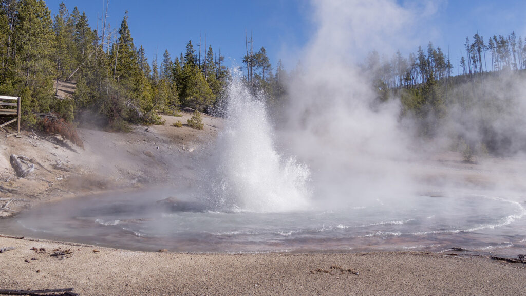 Echinus Geyser erupting in Yellowstone's Norris Geyser Basin