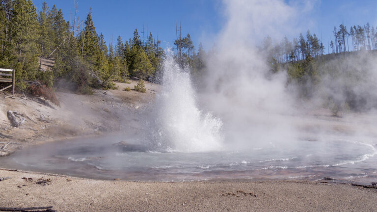 Echinus Geyser erupting in Yellowstone's Norris Geyser Basin
