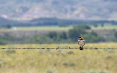 Your Guide to Spring Nature Events in the Cody Area
