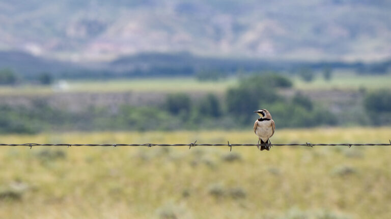 Western Meadowlark on a barbed wire fence outside of Cody, Wyoming