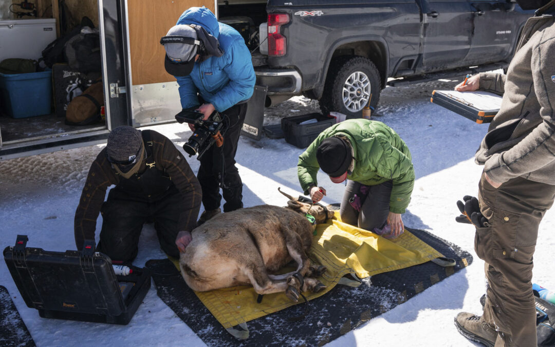 When More Isn’t Better: A Community Forum on Bighorn Sheep Management