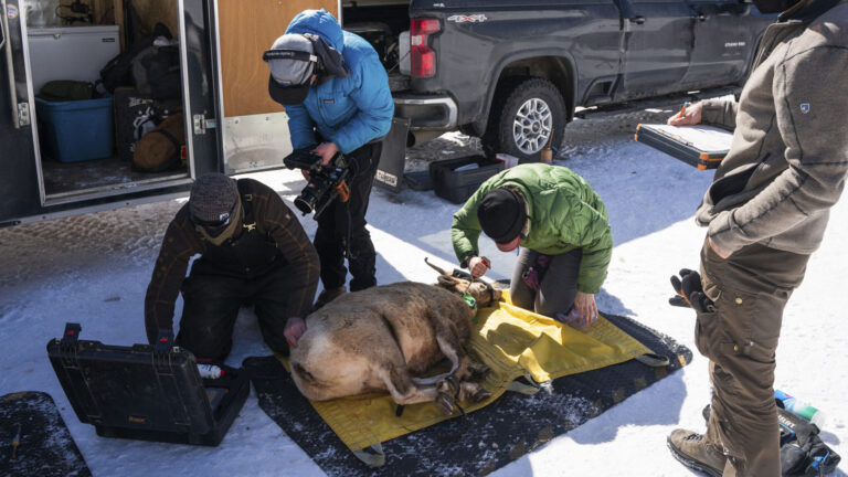 Bighorn Sheep, Cody WY