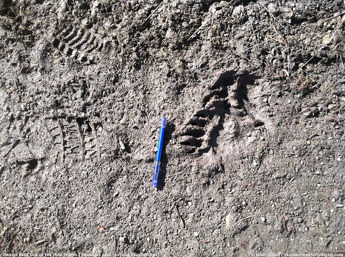 Grizzly bear cub footprints