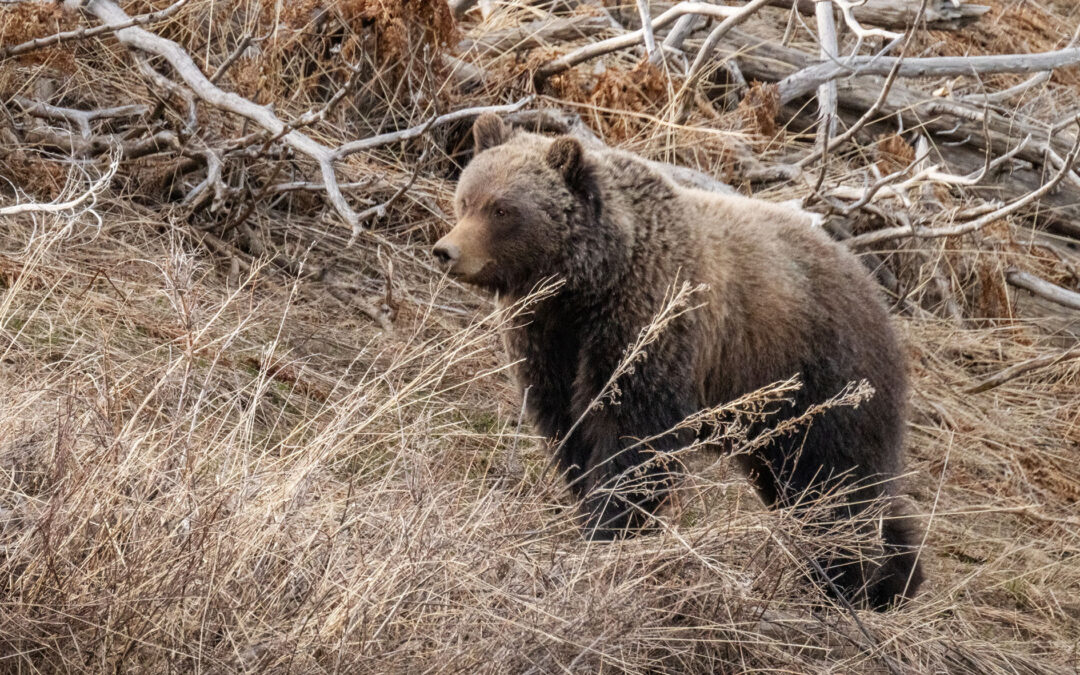 Hiking in Grizzly Country: What You Need to Know Before You Go