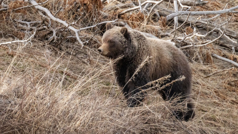 Bear Roaming in Cody, WY